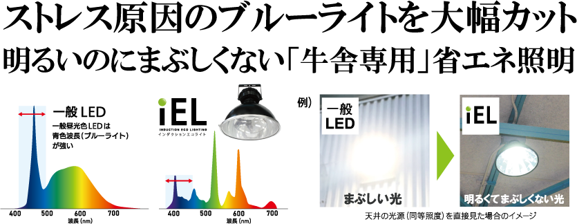 �u���[���C�g�啝�J�b�g�B���ɐ�p�Ɩ�iEL