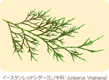 �C�[�X�^�����b�h�V�_�[