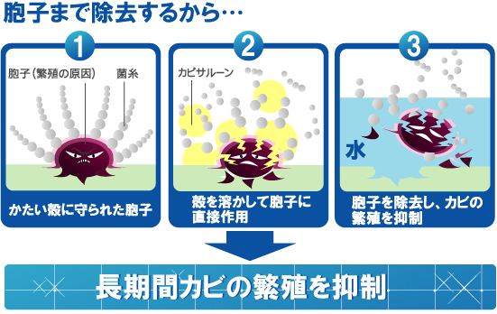 �E�q�����̗���